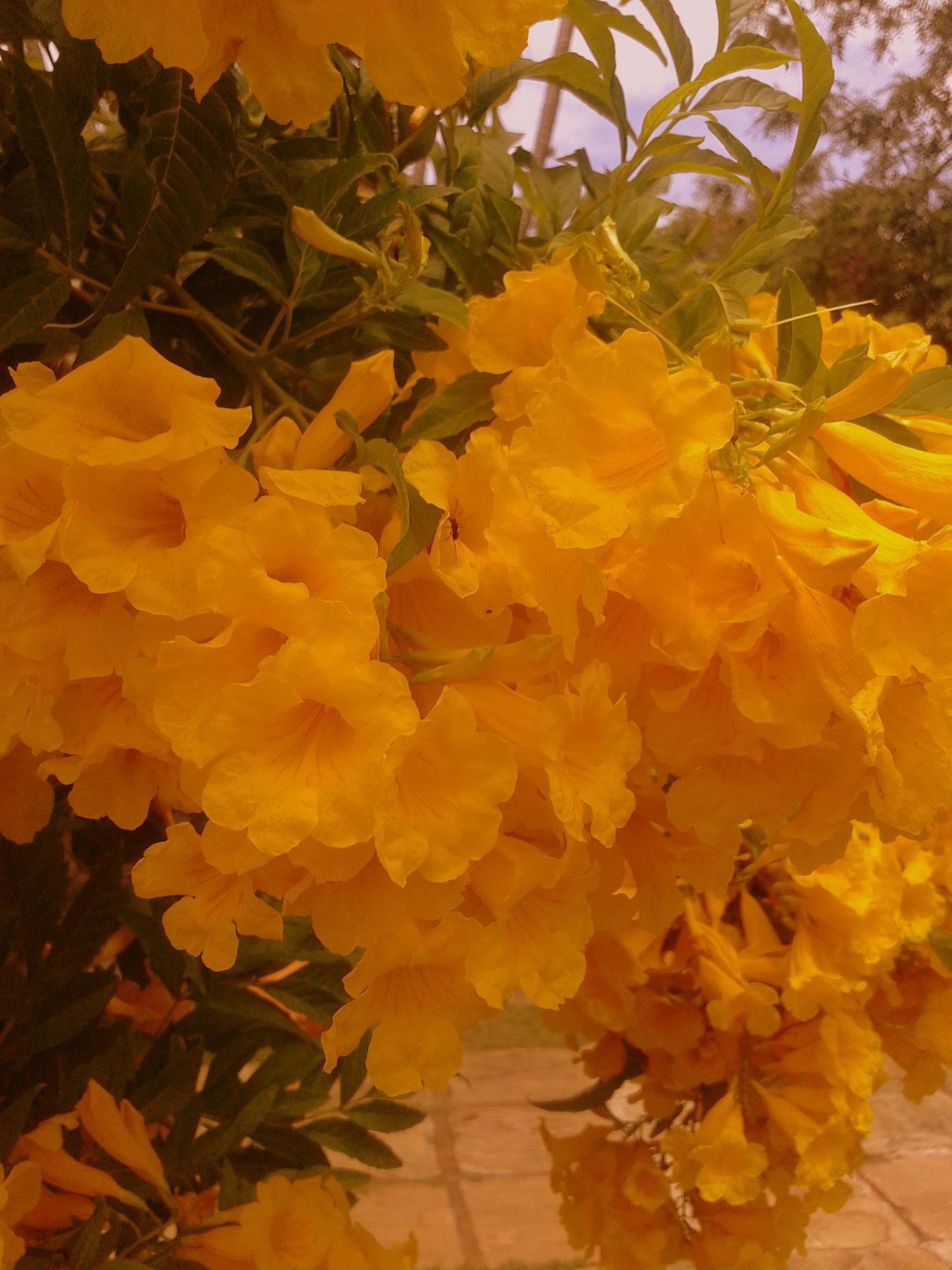 אסונסיון Posada Shalom מראה חיצוני תמונה